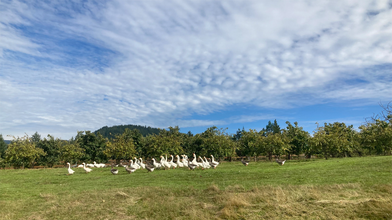 geese in the quince orchard